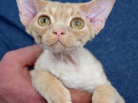 Devon Rex Kitten , reinrassig mit Stammbaum, Gesundheitszeugnis, EU Pass.