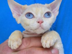 Devon Rex Kitten , reinrassig mit Stammbaum, Gesundheitszeugnis, EU Pass.