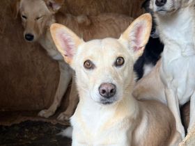 Schüchterne Zara mit blondem Fell