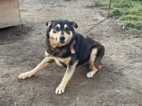 Sicheres Zuhause für blinden Bosco