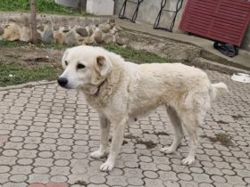 Kuschelige Chanel sucht ihre Menschen