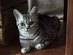 Wunderschöne reinrassige BKH Kitten, nur noch 1 Mädchen da...