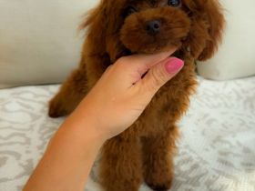 Toy Pudel Schöner Junge!