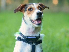 Brezel in 24628 Hartenholm sucht sein Für-immer-Zuhause