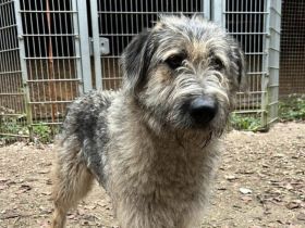 Fiete - sanfter Riese sucht Zuhause