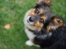 Wer schenkt Luca ein liebevolles Für-Immer-Zuhause?