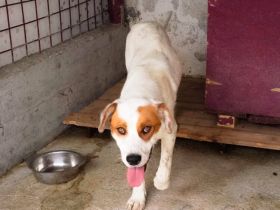 Peter sucht sein Zuhause