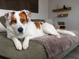 Peter sucht sein Zuhause