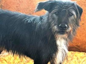 Mr. Tom sucht ein ruhiges Zuhause zum Ankommen