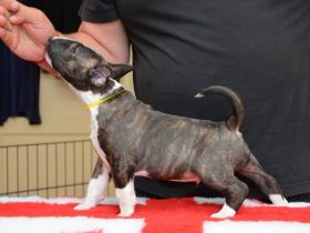 Bullterrier Welpen aus FCI-Zucht abzugeben