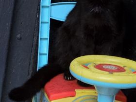 Morle sucht für immer zuhause