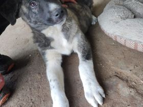 Eli sucht ein zuhause