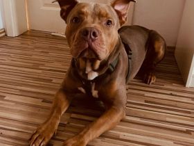 American Bully Rüde Lilac Tri