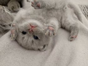 Reinrassige Britisch Kurzhaar (BKH) Kitten abzugeben 🐾