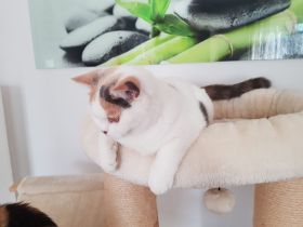 Wunderschöne Britisch Kurzhaar Katze blau-tortie-weiß sucht Traumfamilie