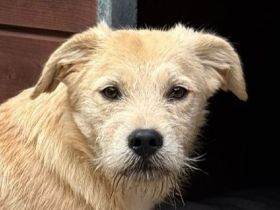 Barny, ein sensibles kleines Seelchen, das ein liebevolles Zuhause sucht, 5 Monate, 41 cm (wachsend)