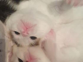 BKH/Mainecoon Mischlingskatzen