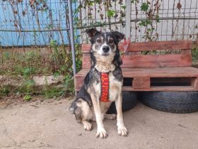 Schmusebär Ari sucht sein Zuhause