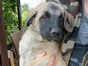 Treue Seele Tano ist bereit für die Welt