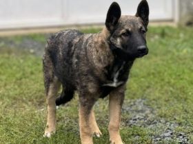 Hübsche Tinca sucht aktives Zuhause