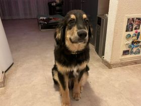 Wonneproppen Mustang ist bereit für seine Zweibeiner