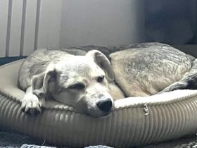 Schäferhund Mix Lee sucht seine Familie