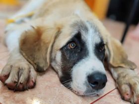 XL-Pfote Lilah sucht ihr großes Glück