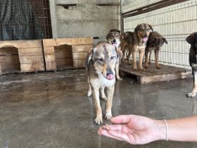 Gibst du Gisbert ein weiches Körbchen?