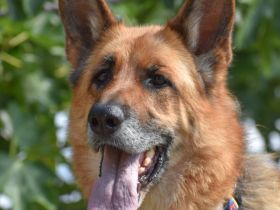 Bruna - Pflegeplatz gesucht