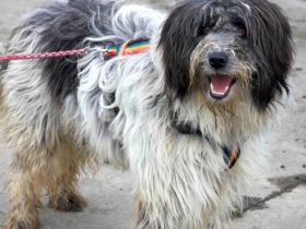 Taavis Abenteuer beginnt: Wuschelhund sucht sein Happy End