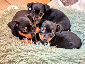 Prager Rattler Welpen männlich und weiblich Black and tan- Abgabe im Dezember