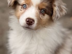 Australian Shepherd Welpen CASD/FCI/ASCA