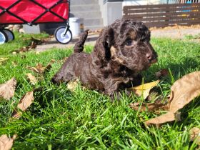 Reinrassige Toypudel Welpen in Choco & Choco Tan