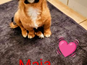 Pekingese zu vergeben