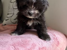 Pekingese zu vergeben