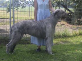 Irish Wolfhound Welpen, VDH, IWC