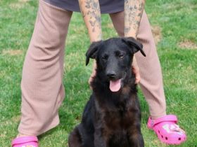 Patt sucht sein Für-Immer-Zuhause