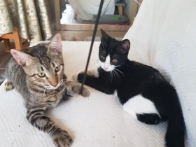 Nando und Kuga - zwei süße Katzenbuben - suchen ein Zuhause