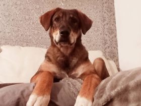 Bist du bereit für Schlappohr Charlie?