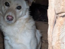 Für Menschen mit Herz und Geduld: Tofu wartet auf ihr Wunder