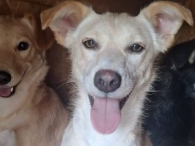 Für Menschen mit Herz und Geduld: Tofu wartet auf ihr Wunder