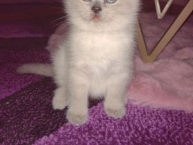 Wunderschöne BKH Bärchen  Junge/Mädchen Blue Point ;)