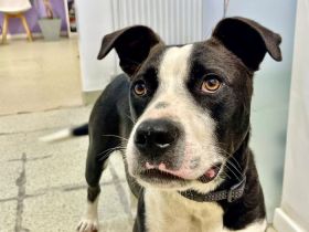 Gute Laune Hund Bootsmann sucht dich