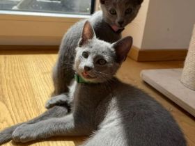 Reinrassige Russisch Blau mit Stammbaum aus seriöser Zucht