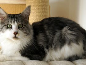 Sehr verschmuster 4jähriger Maine Coon Kater mit Stammbaum