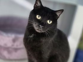 Schwarze Schönheit Tamy sucht ihr Zuhause