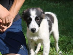 Zuckersüße Iany sucht ihr Zuhause