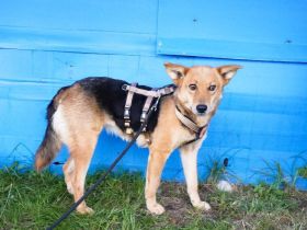 Sumi sucht ihre aktiven, liebevollen Gefährten