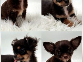 Chihuahua Welpen bereit für ihr neues Zuhause