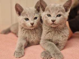 Ab sofort abgabebereit! Russisch Blau Kitten mit Stammbaum aus seriöser Zucht!
